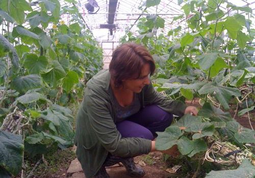 Rosana Hollycocina recolectando pepinos en Islandia